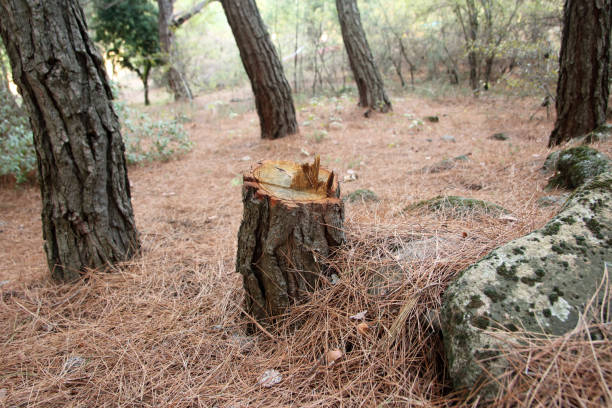 How Our Tree Care Process Works  in  Shorewood Forest, IN